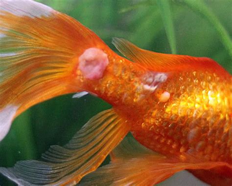 goldfish disease red spots|fungus goldfish diseases pictures.